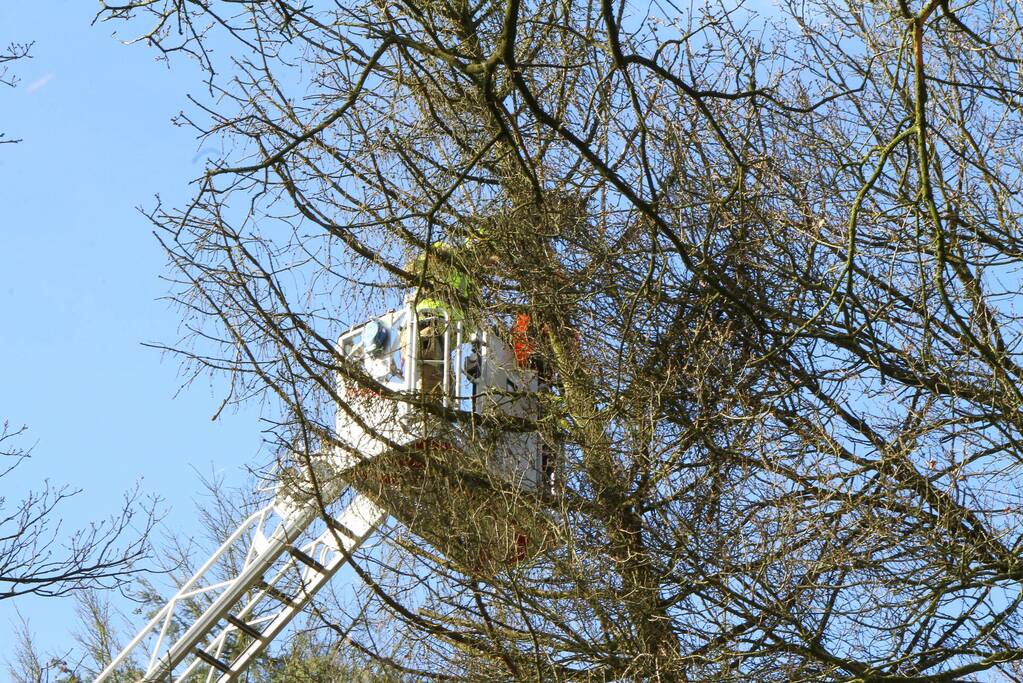 Boom dreigt op weg te vallen