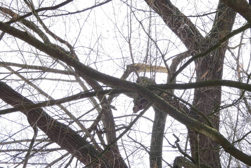 Brandweer zet gebied af vanwege gevaarlijk hangende tak