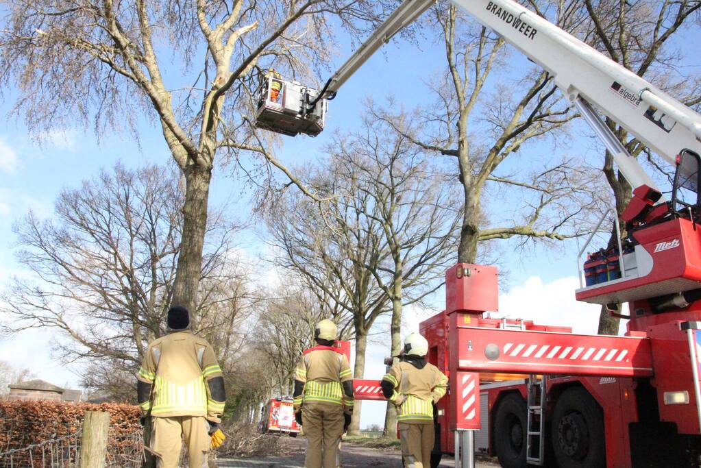 Brandweer zaagt gevaarlijk hangende tak uit boom