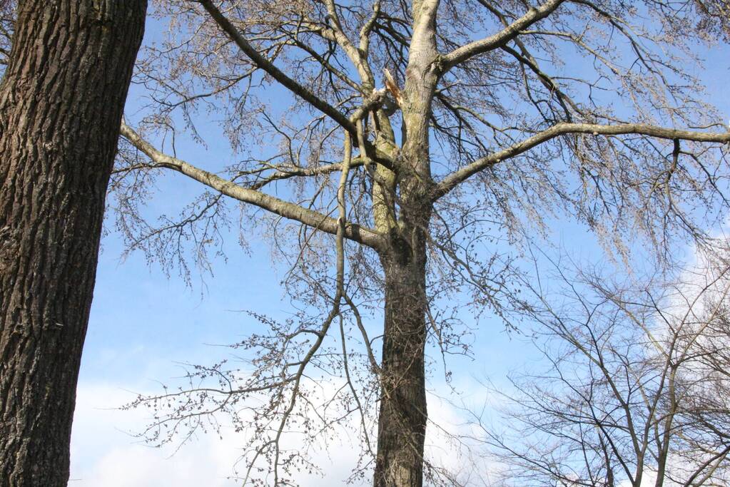 Brandweer zaagt gevaarlijk hangende tak uit boom
