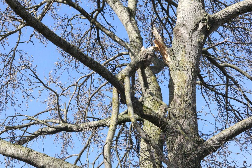 Brandweer zaagt gevaarlijk hangende tak uit boom