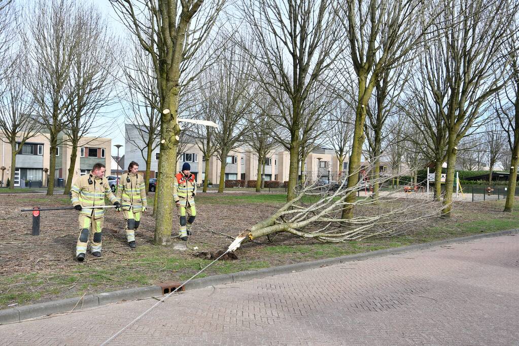 Gevaarlijk hangend deel van boom verwijderd door brandweer