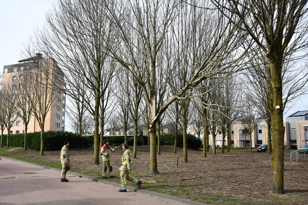Gevaarlijk hangend deel van boom verwijderd door brandweer