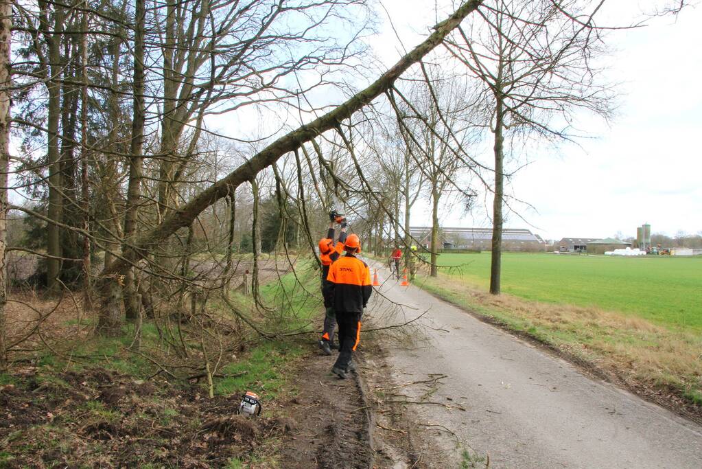 Brandweer duwt gevaarlijke boom omver