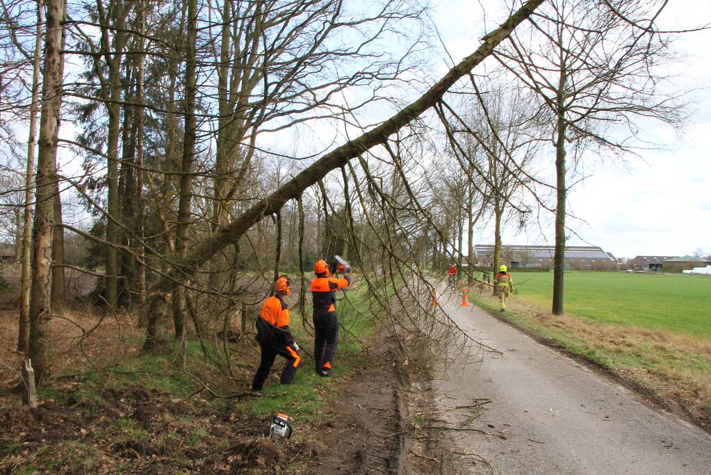 Brandweer duwt gevaarlijke boom omver