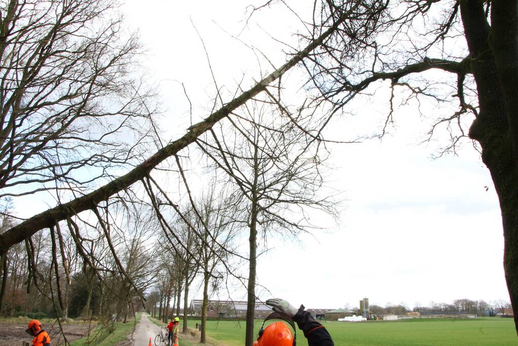 Brandweer duwt gevaarlijke boom omver