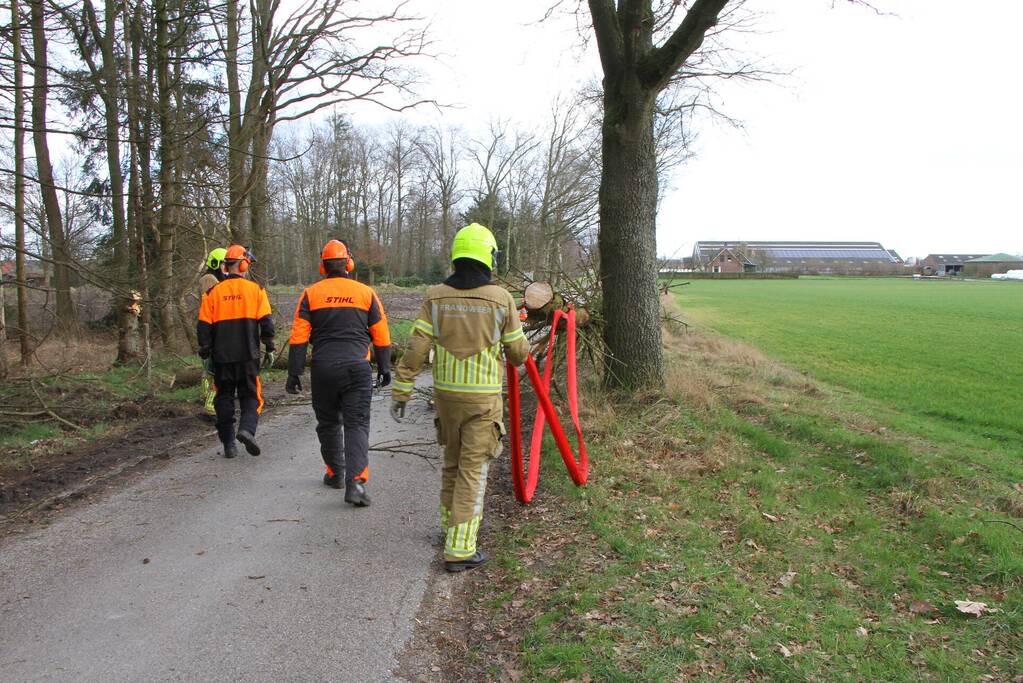 Brandweer duwt gevaarlijke boom omver