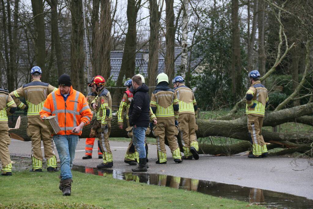 Boom veroorzaakt waterlekkage