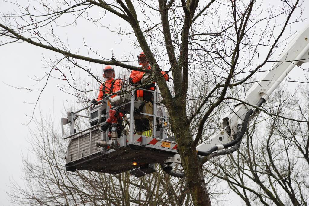 Boom dreigt op woning te vallen