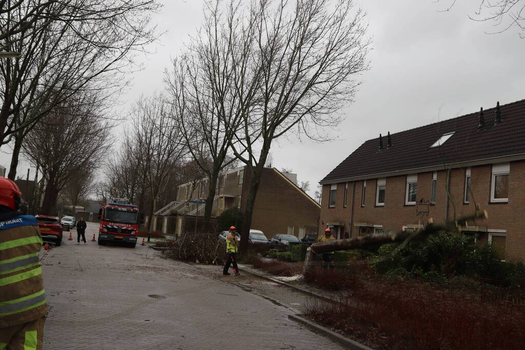 Boom dreigt op woning te vallen