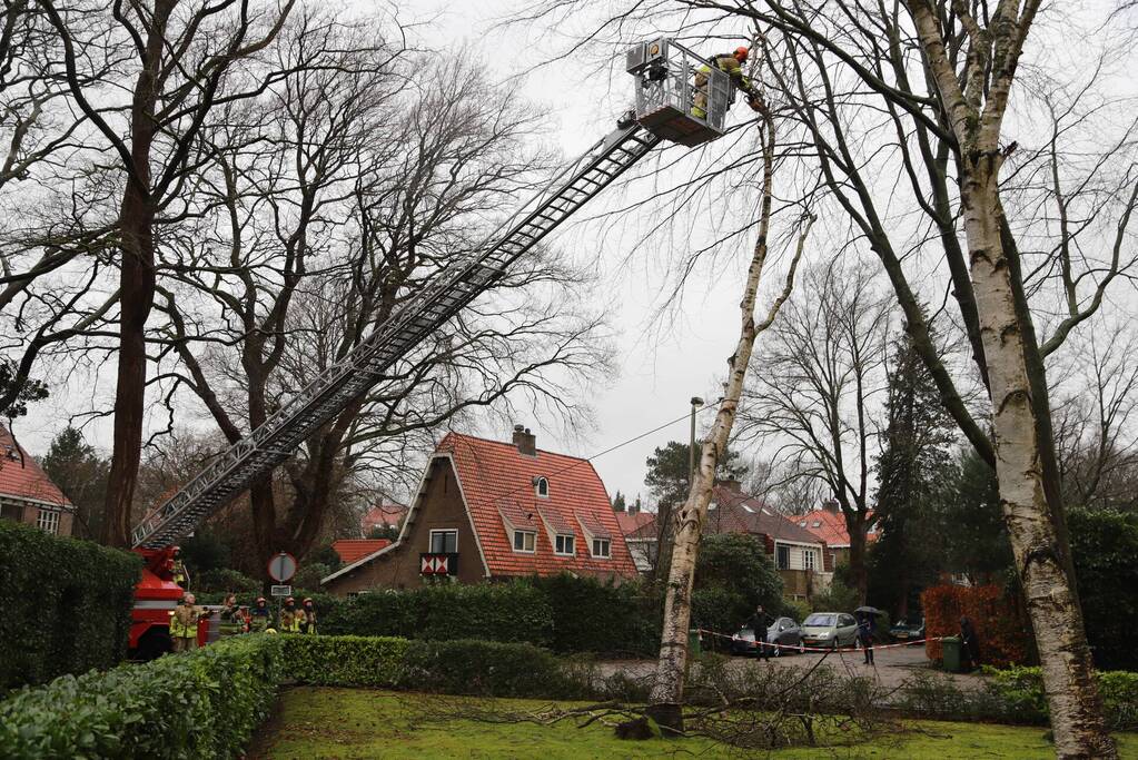 Boom dreigt op auto's te vallen