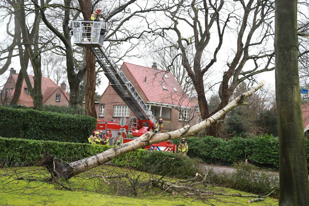 Boom dreigt op auto's te vallen