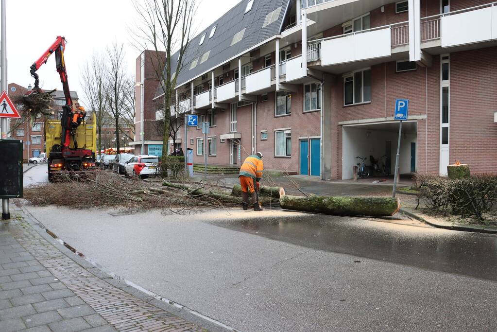 Spoedkap bij boom, busverkeer tijdelijk gestremd