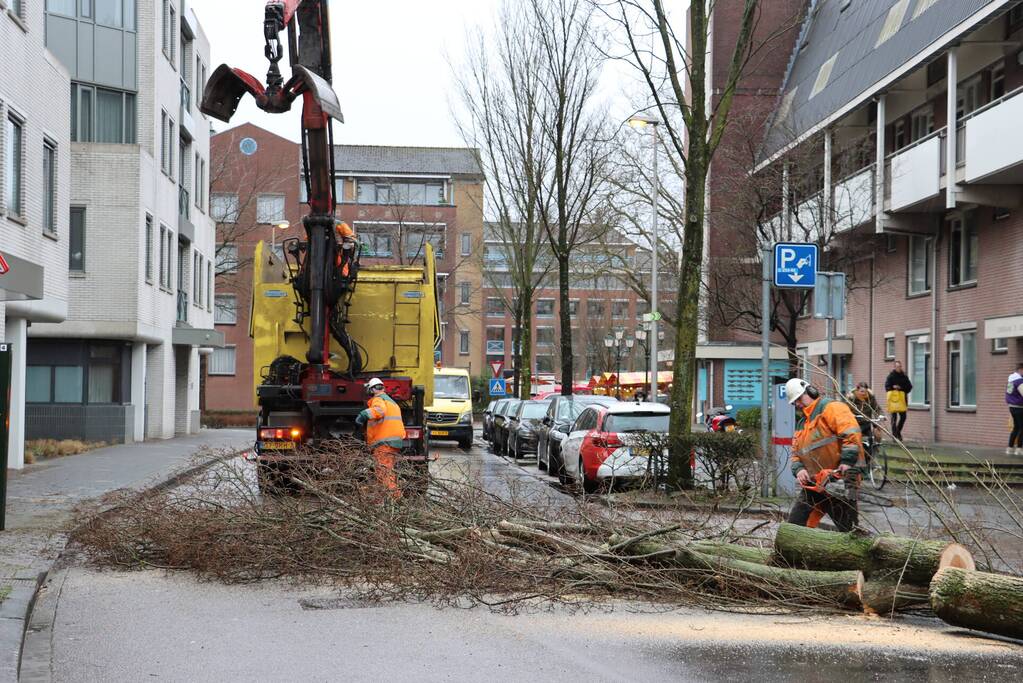 Spoedkap bij boom, busverkeer tijdelijk gestremd