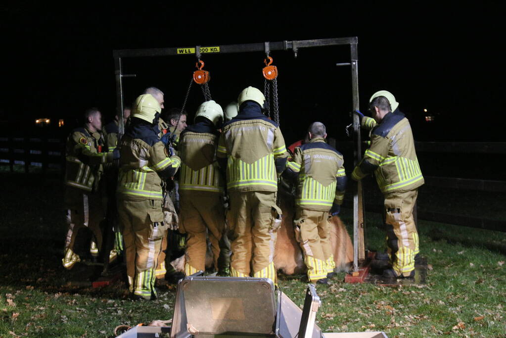 Brandweer helpt paard omhoog