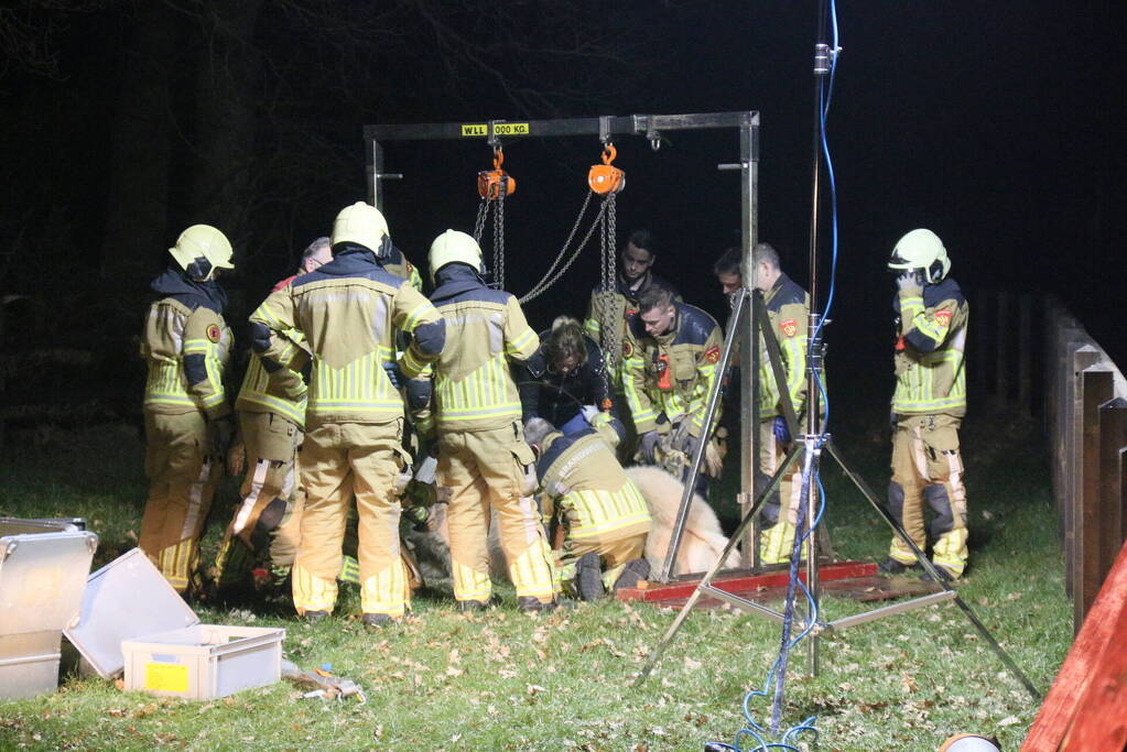 Brandweer helpt paard omhoog