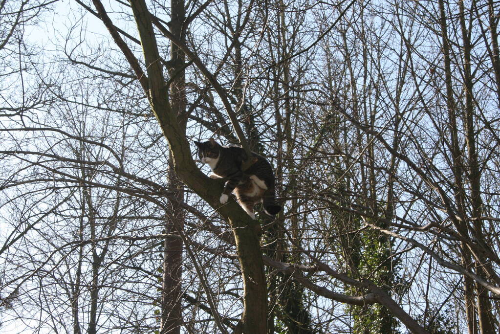 Brandweer haalt kat uit boom