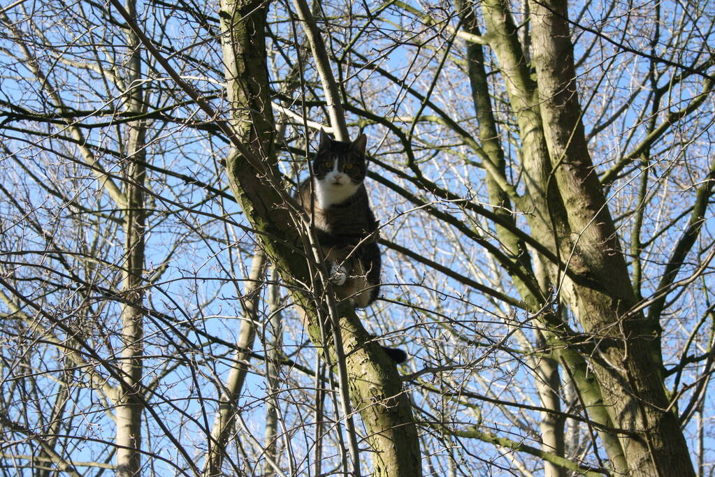 Brandweer haalt kat uit boom