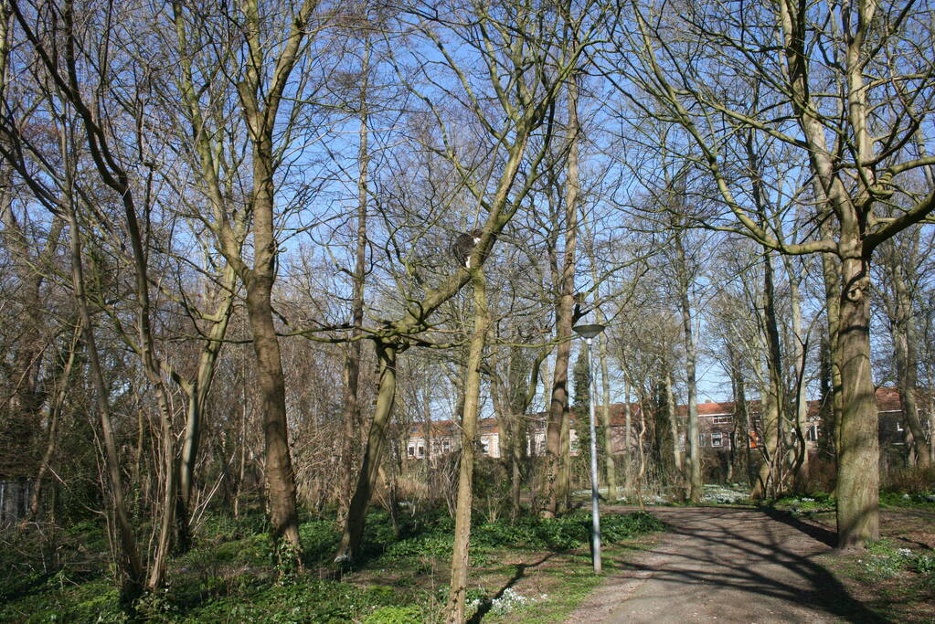 Brandweer haalt kat uit boom