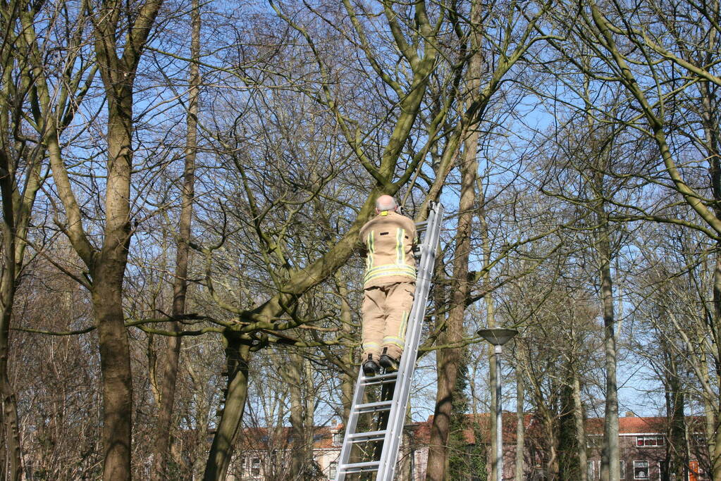 Brandweer haalt kat uit boom