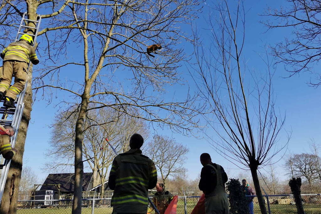 Vermiste kat Simba uit de boom gezaagd