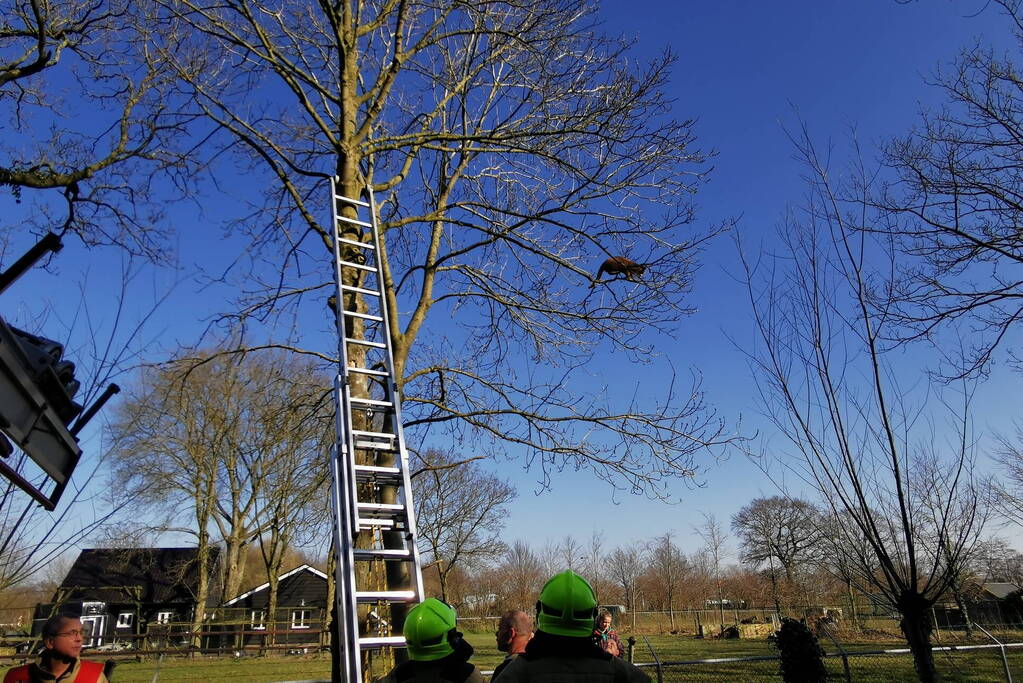 Vermiste kat Simba uit de boom gezaagd
