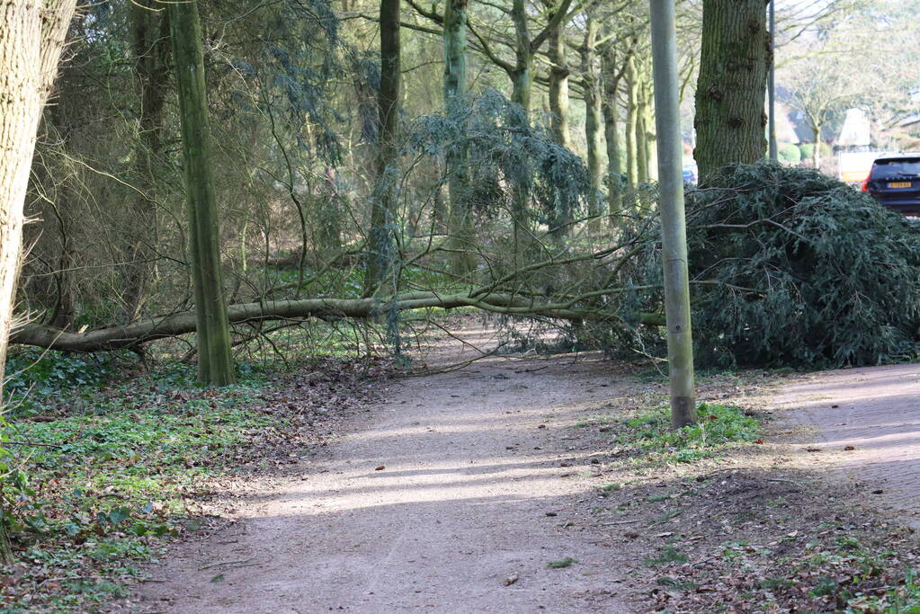 Boom zorgt voor gevaarlijke situatie op fietspad