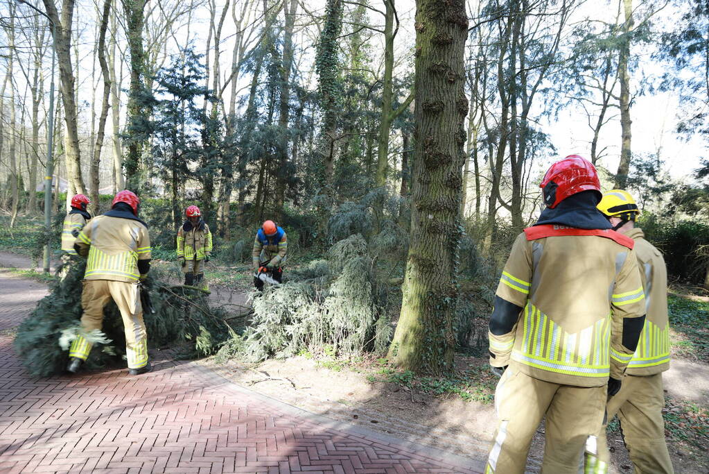 Boom zorgt voor gevaarlijke situatie op fietspad