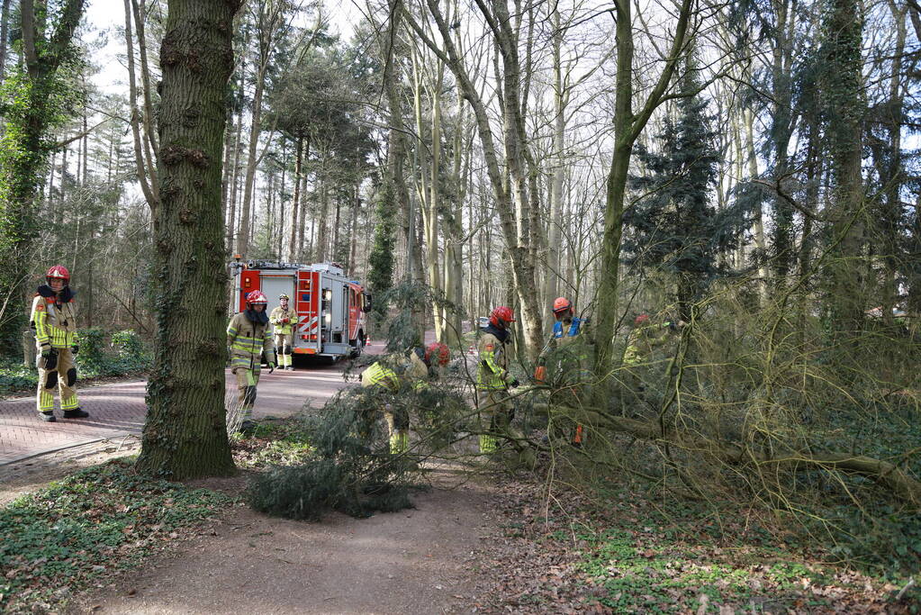 Boom zorgt voor gevaarlijke situatie op fietspad