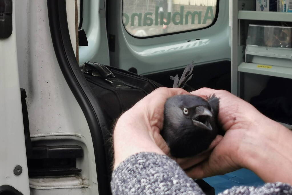 Kauw vast in schoorsteen van woning