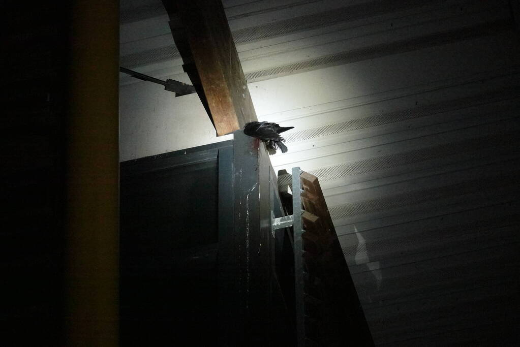 Kraai vast in pui van gebouw