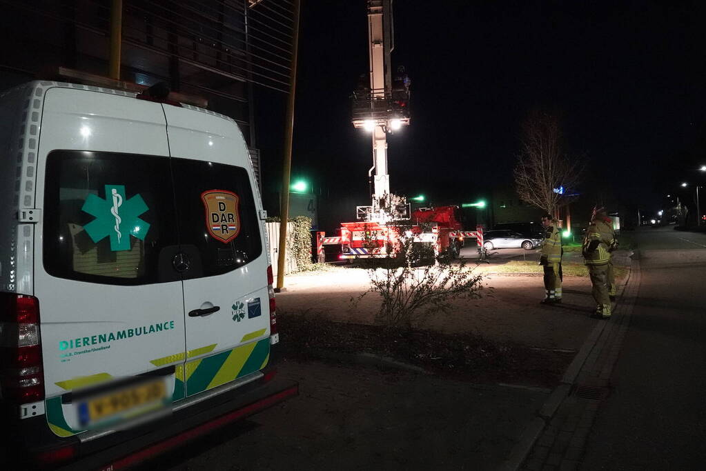 Kraai vast in pui van gebouw