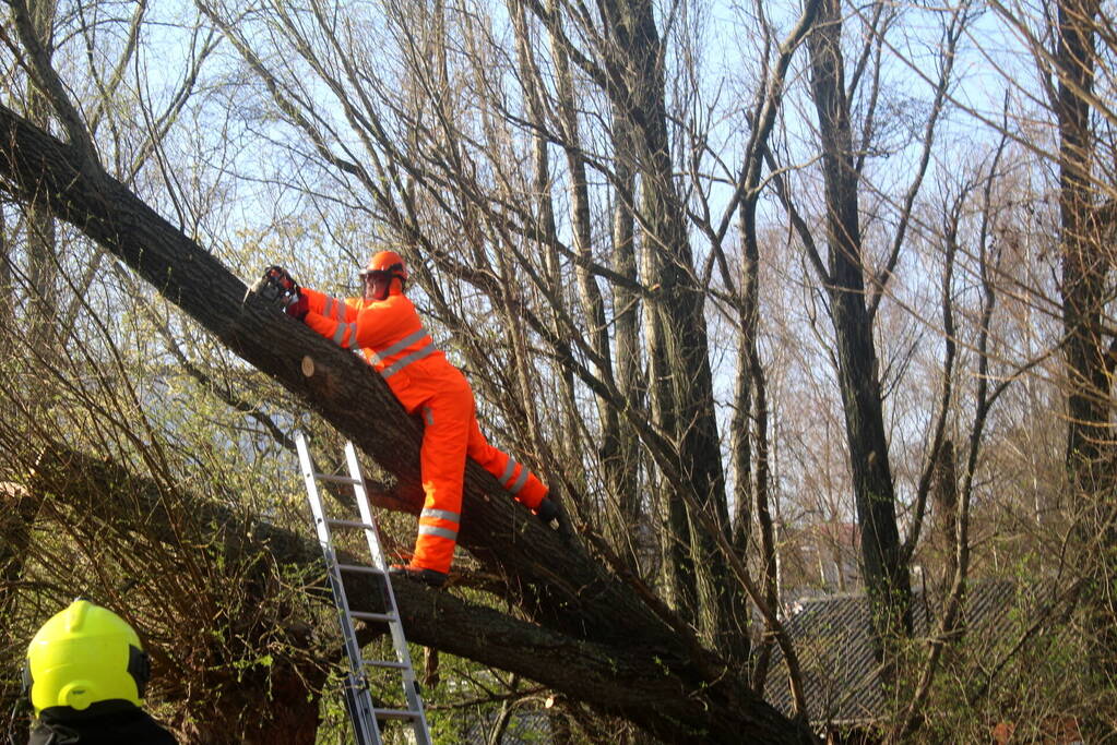 Boom die dreigt om te vallen is omgezaagd