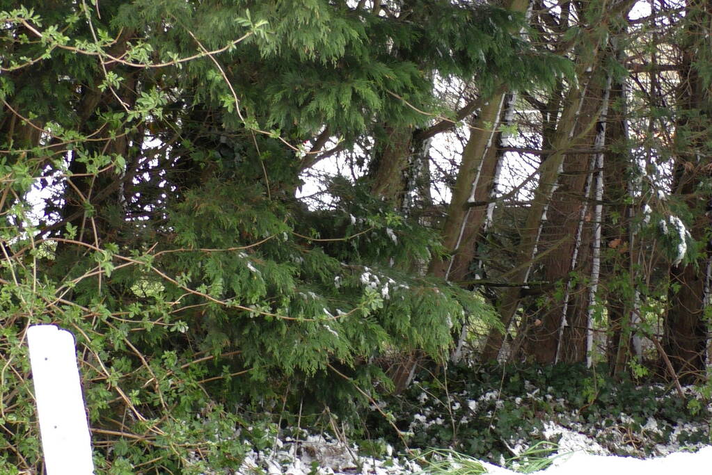 Meerdere bomen dreigen om te vallen