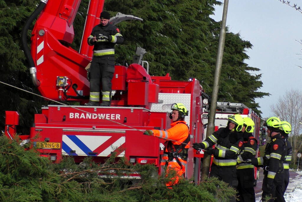 Meerdere bomen dreigen om te vallen