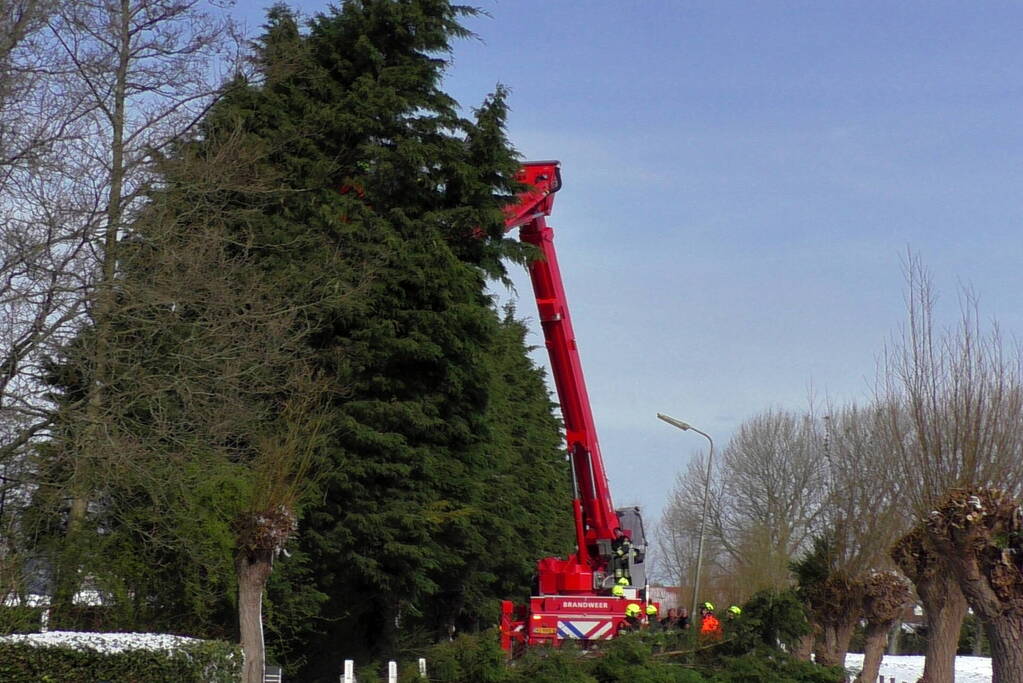 Meerdere bomen dreigen om te vallen