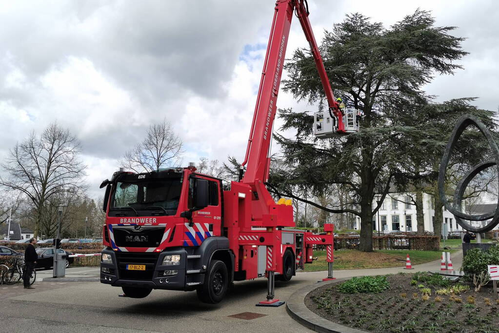 Brandweer zaagt gevaarlijk hangende tak uit boom voor gemeentehuis