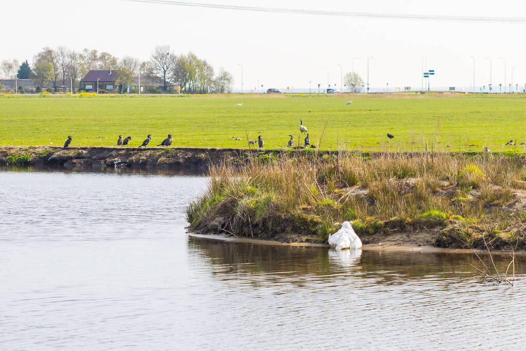 Dode zwaan aangetroffen in sloot Rengerswetering