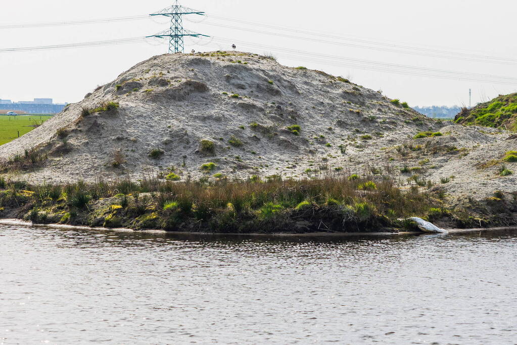 Dode zwaan aangetroffen in sloot Rengerswetering