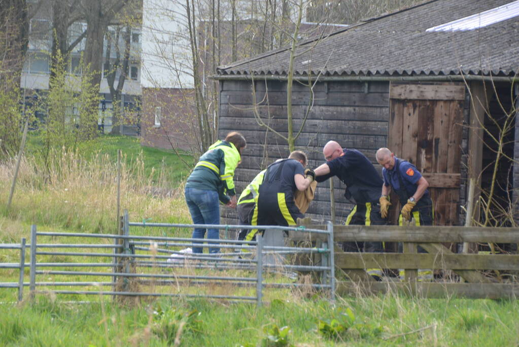 Ree door brandweer gered uit schiphuis