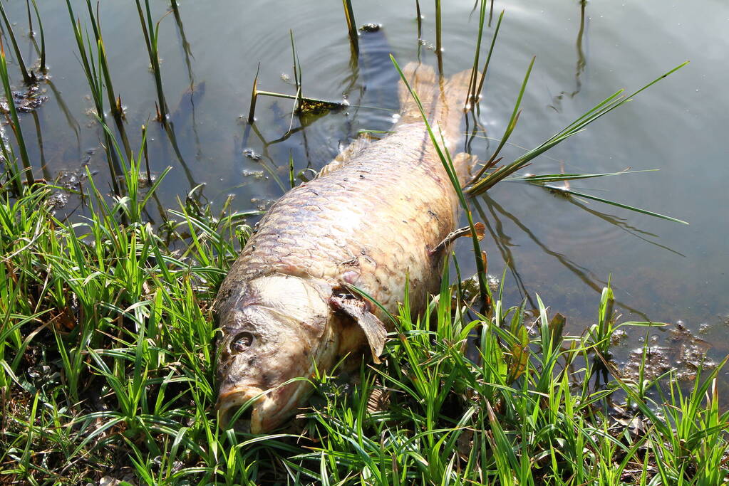 Vijver leeggepompt vanwege vissterfte