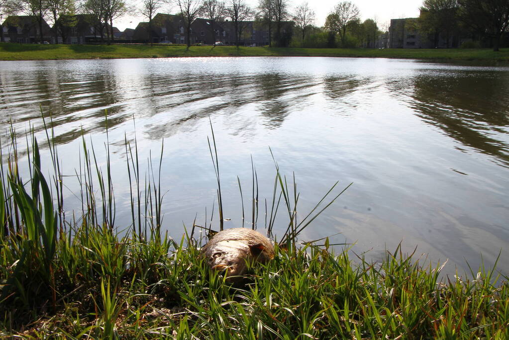 Vijver leeggepompt vanwege vissterfte