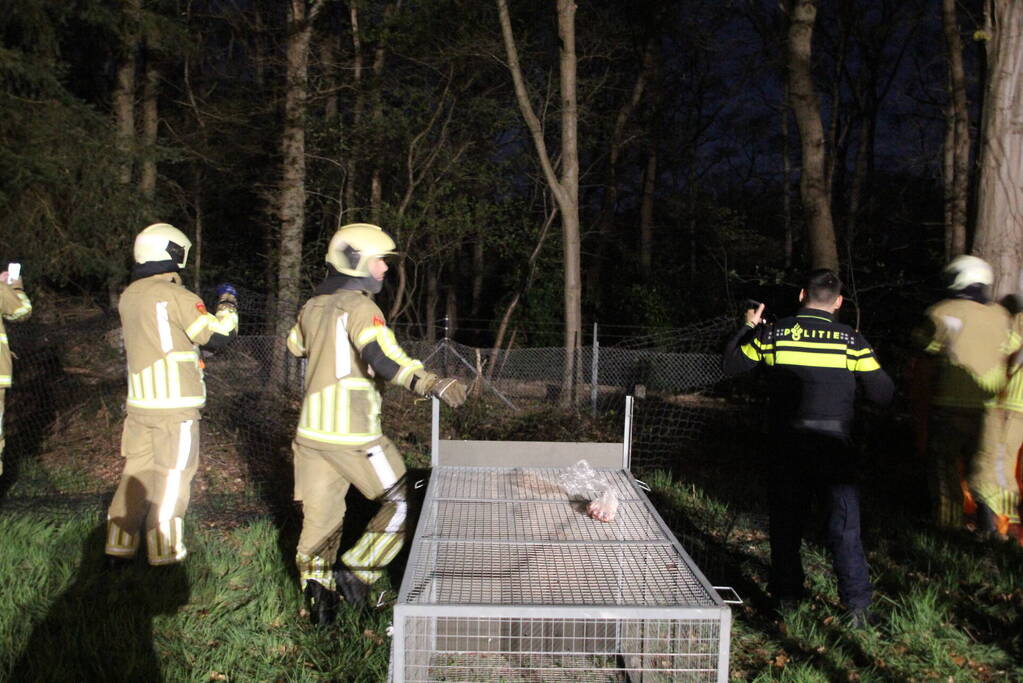 Zoekactie naar vermiste Serval kat