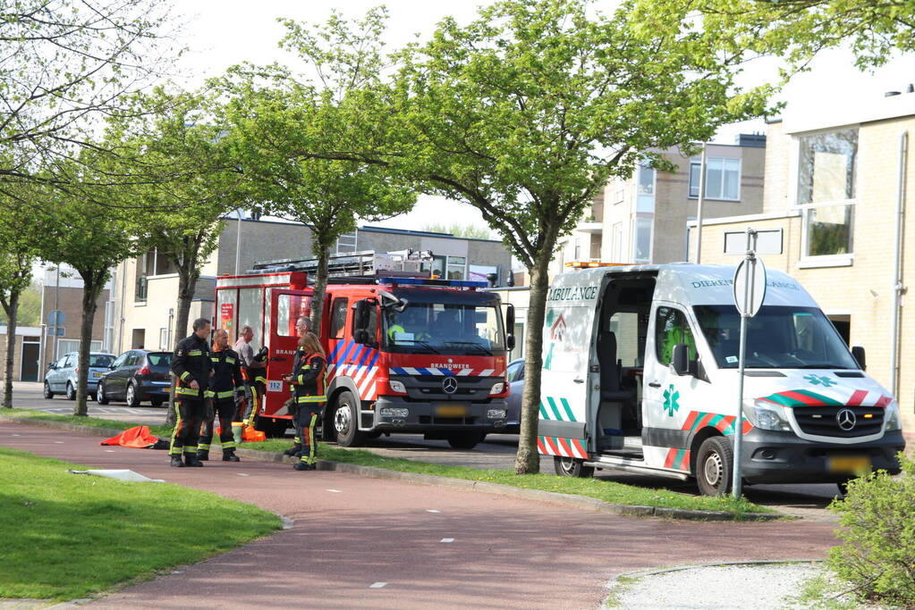 Reddingsactie voor zwaan met gebroken poot