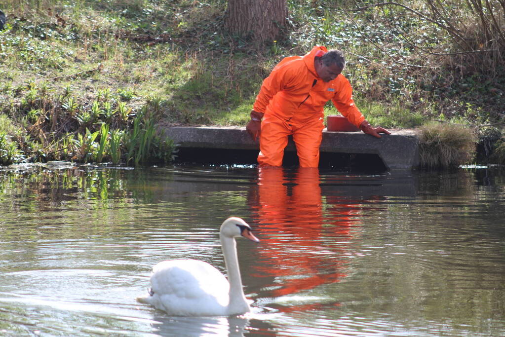 Reddingsactie voor zwaan met gebroken poot