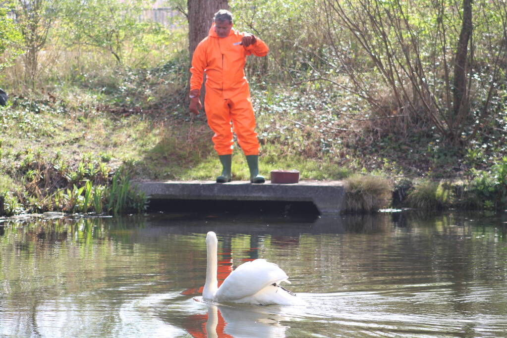 Reddingsactie voor zwaan met gebroken poot