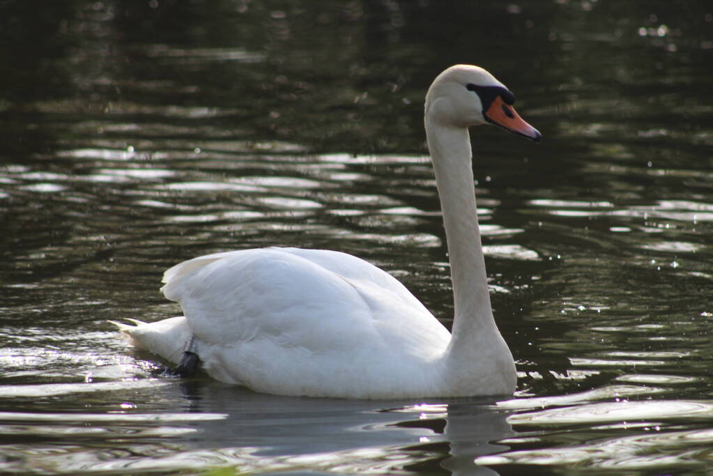 Reddingsactie voor zwaan met gebroken poot
