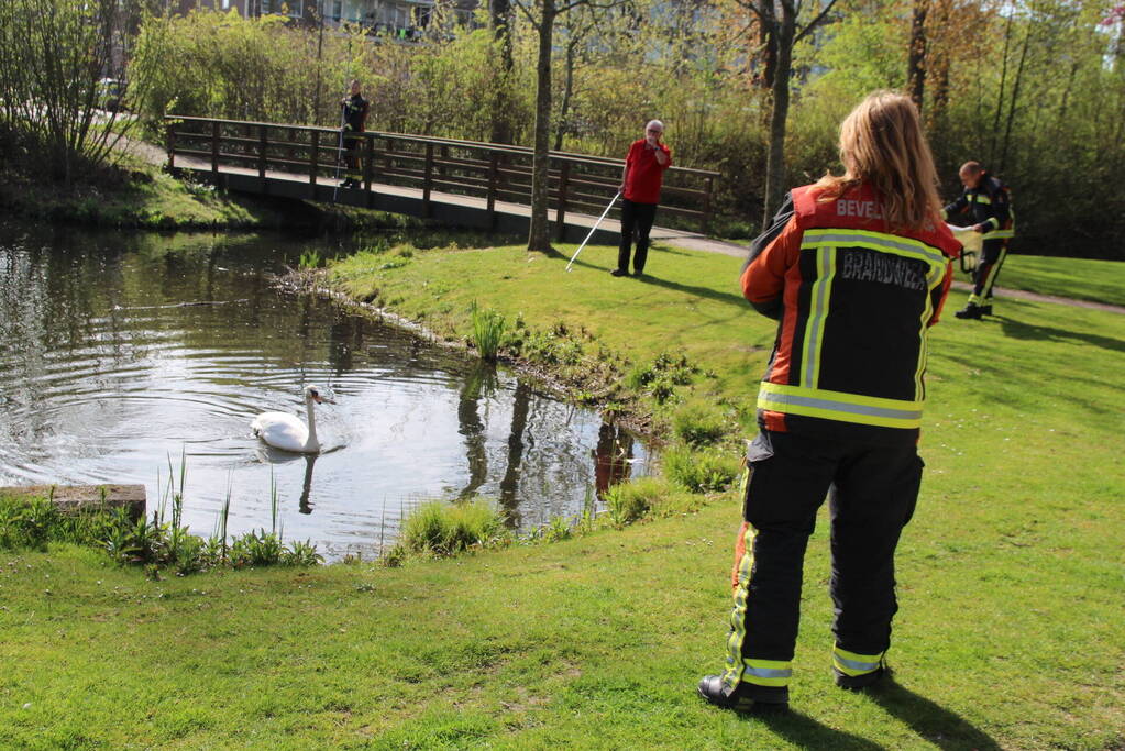 Reddingsactie voor zwaan met gebroken poot