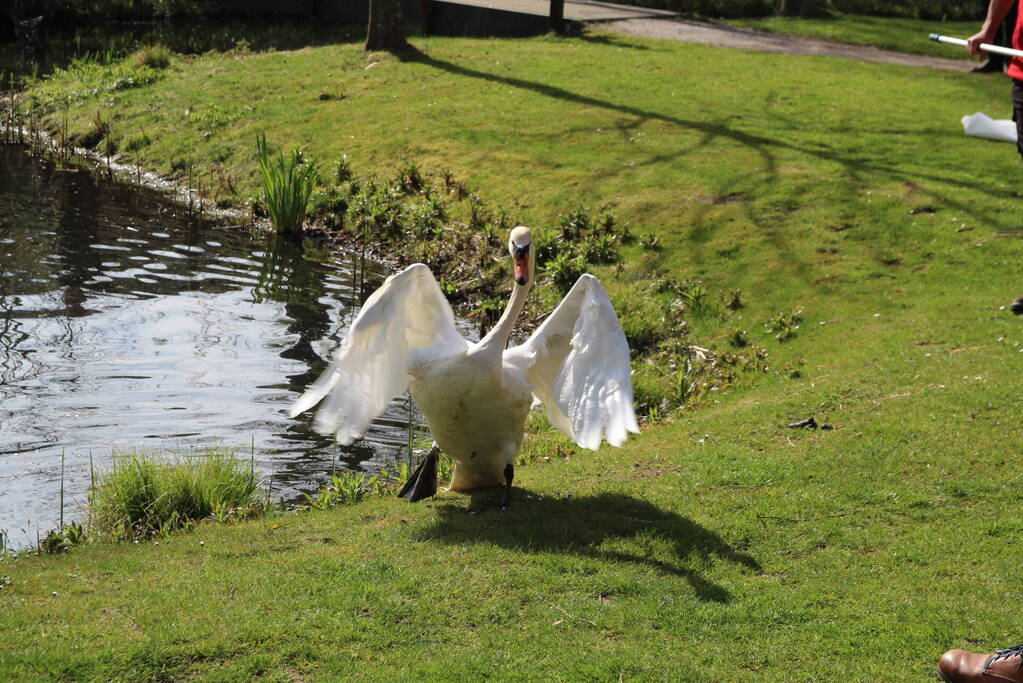 Reddingsactie voor zwaan met gebroken poot