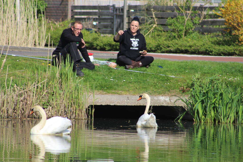 Reddingsactie voor zwaan met gebroken poot